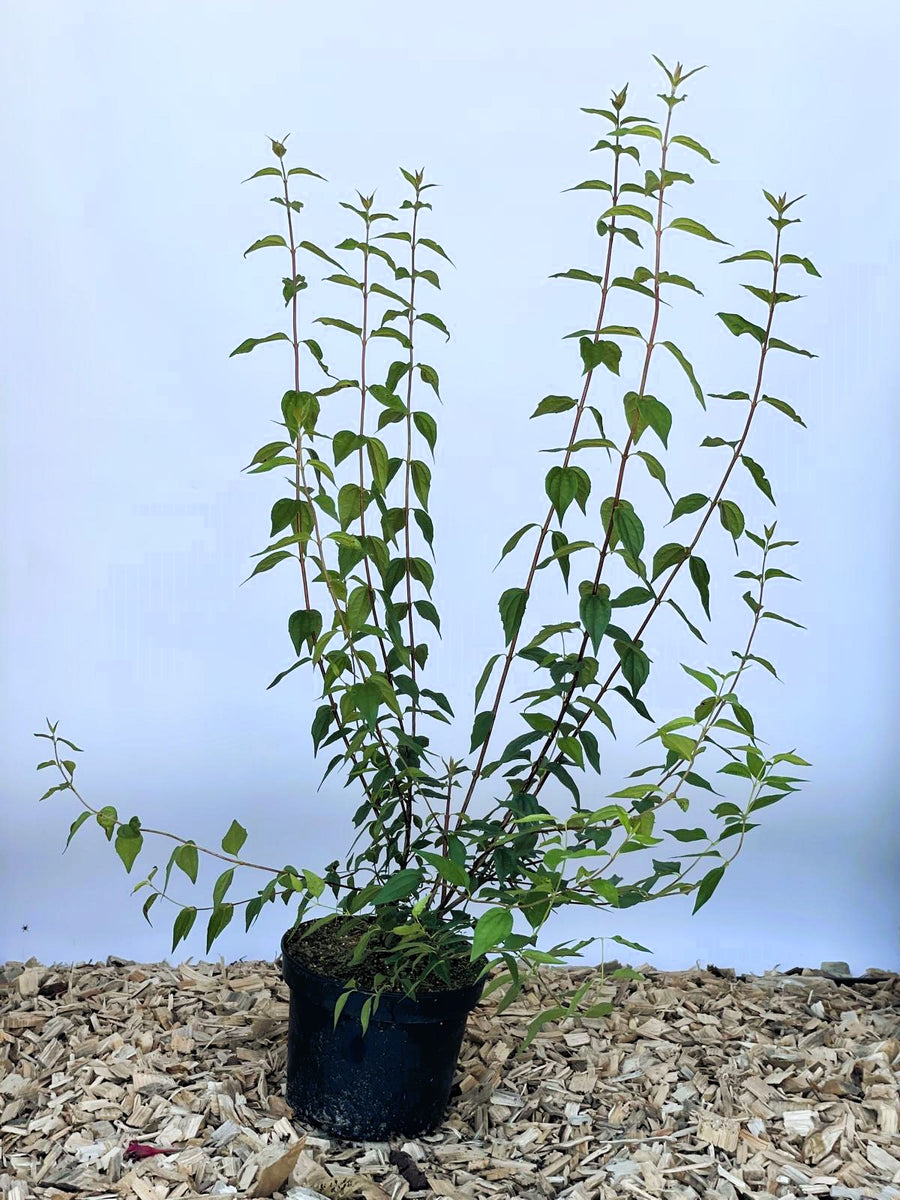 Pfeifenstrauch Philadelphus Erectus mit grünen Blättern in schwarzem Topf auf Holzspänen vor blauem Hintergrund.
