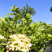 Rispenhortensie Hydrangea Paniculata Little Lime mit hellgrünen Blüten und grünen Blättern vor blauem Himmel.