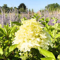 Rispenhortensie Hydrangea Paniculata Skyfall mit cremeweißen Blüten vor lila blühendem Hintergrund und blauem Himmel.