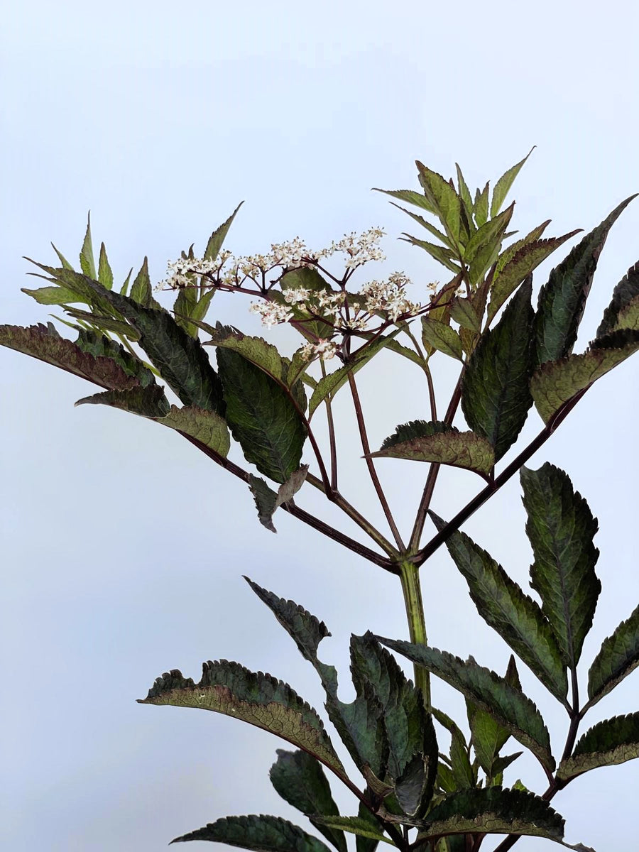 Schwarzer Holunder Sambucus Nigra Black Beauty – Zweig mit dunkelgrünen Blättern und kleinen weißen Blüten des Schwarzen Holunder Sambucus