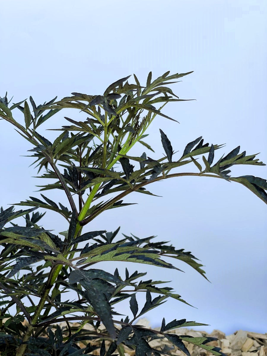 Schwarzer Holunder Sambucus Nigra Black Lace mit dunkelgrünen, fein eingeschnittenen Blättern vor blauem Himmel.