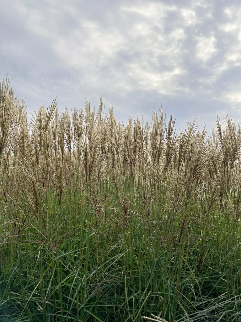 Viele Pflanzen des Chinaschilfs Ferner Osten mit hellen Rispen und schmalen grünen Blättern vor Himmel