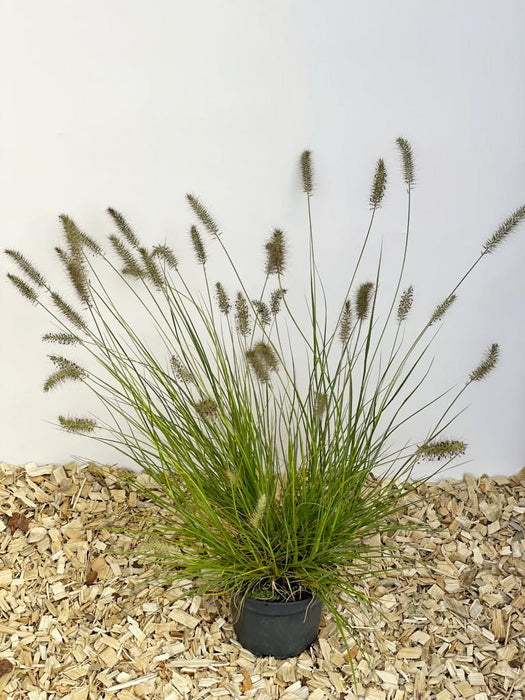 Lamüenputzergras 'Hameln' als kleine Topfpflanze mit grünen Blttenr und braunen Rispen vor weißem Hintergrund und auf Holzspänen von oben fotografiert