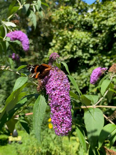 Flieder Blüte mit Pfauenauge