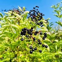 Schwarzer Holunder Beeren