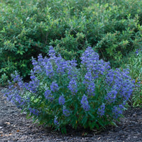 Bartblume Beyond Midnight mit zahlreichen violetten Blüten in einem Garten vor grünem Buschwerk.