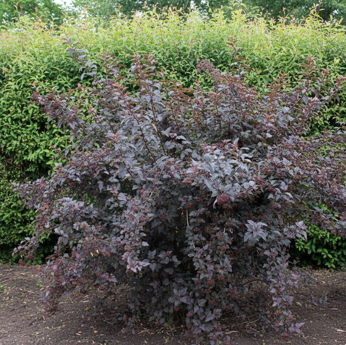 Blasenspiere Diable d Or mit dunkelrotem Laub und kleinen Blüten vor grüner Hecke in Garten.