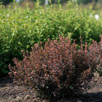 Blasenspiere Magical Sweet Cherry Tea mit roten Blättern wächst als kompakter Strauch in sonnigem Gartenbeet vor grünem Hintergrund.