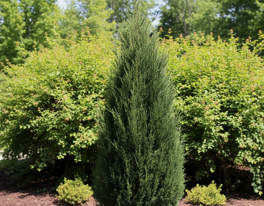 Blauer Zypressen-Wacholder Blue Arrow mit schlankem, säulenförmigem Wuchs und dunkelgrünen Nadeln vor grünen Sträuchern.