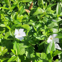 Kleiner Immergrün als Bodendecker mit weißen Blüten in der Sonne