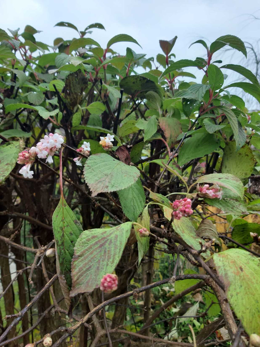 Weiß-rosa Blüten und grüne Blätter des Winterschneeballs in Nahaufnahme