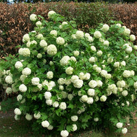 Busch mit kugeligen, weißen Blüten und grünen Blättern, Gemeiner Schneeball vor Hecke im Garten.