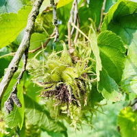 Haselnuss Frucht der Haselnuss Webbs Preisnuss
