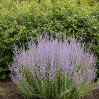 Blauraute Blue Spire mit vielen hellvioletten Blütenrispen vor grünem Laub in einem Garten.