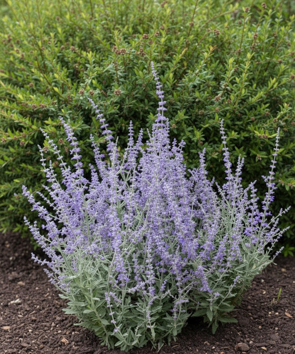 Blauraute Prime Time mit hellvioletten Blütenrispen und graugrünen Blättern vor grünem Hintergrund im Beet.