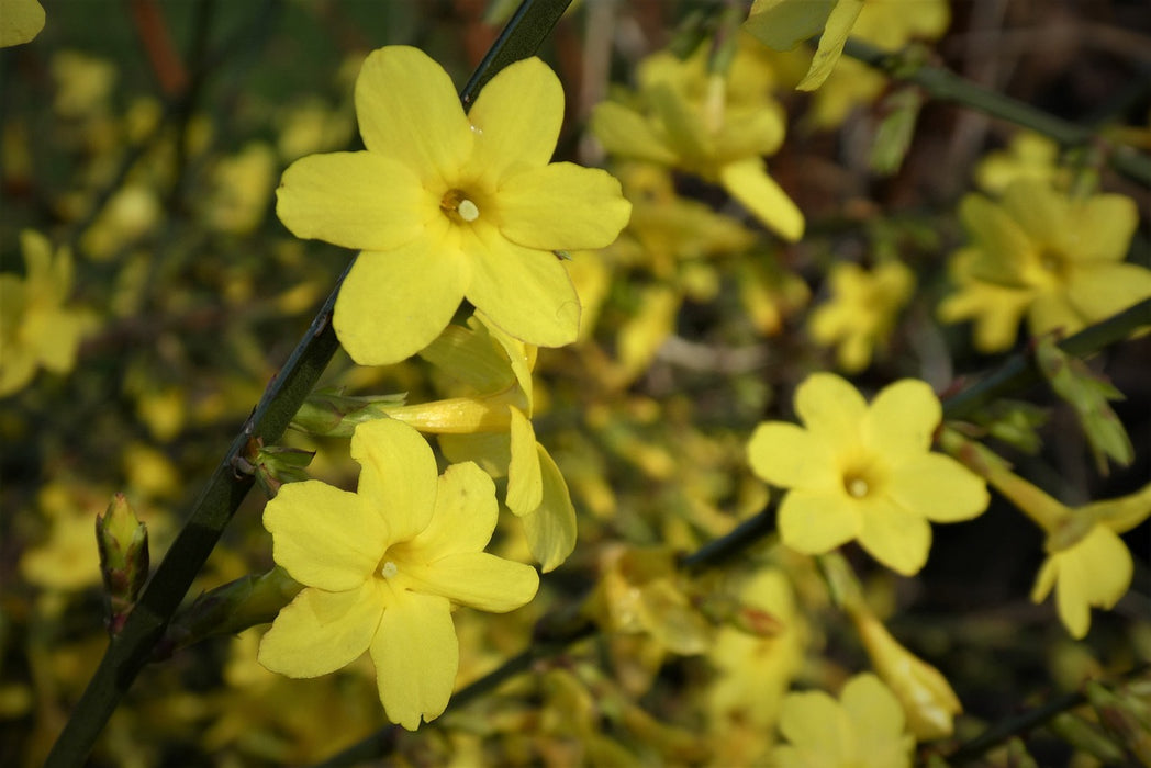 Gelbe sternförmige Blüten des Winterjasmin