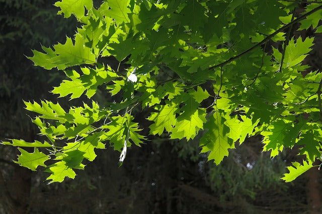 Amerikanische Roteiche - Baum des Jahres 2025