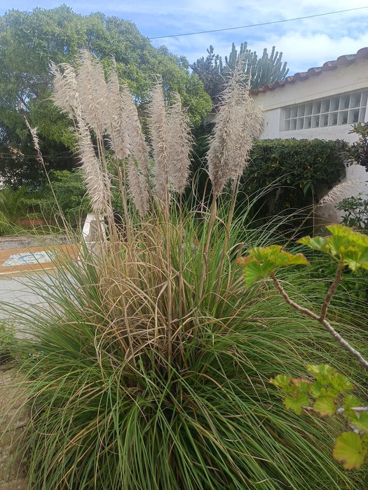 Pampasgras mit hellbräunen Blütenständen vor einem Haus in einer Gartenumgebung