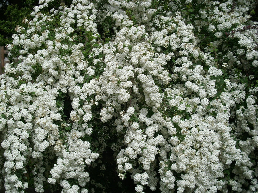 Weiße Rispenspiere Grefsheim mit zahlreichen weißen Blütenrispen und grünen Blättern in Nahaufnahme.