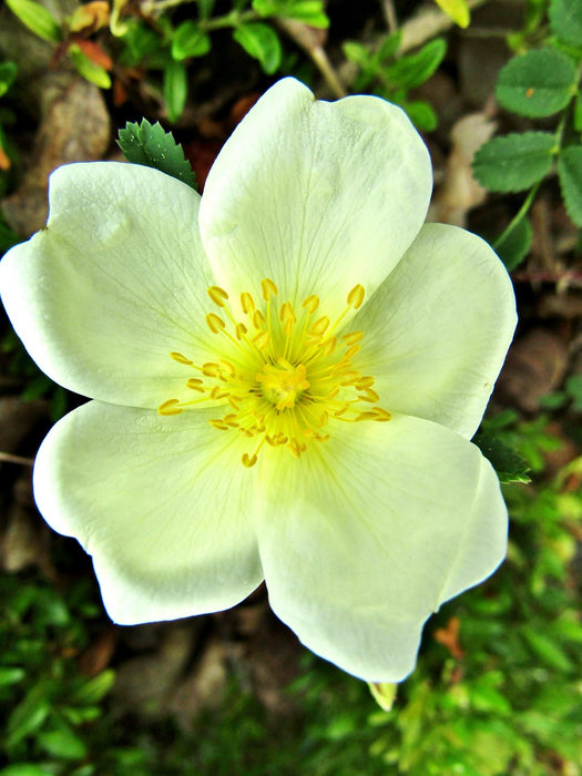 Blüte einer Bibernellrose