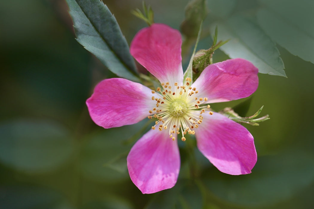 Blüte einer blauen Hechtrose