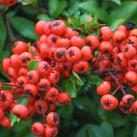 Feuerdorn Beeren Rot