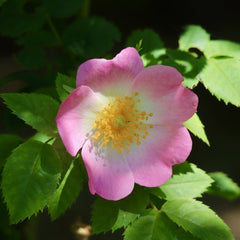 Hundsrose Blüte