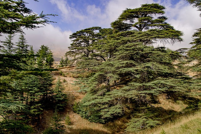 Libanon Zeder im Wald