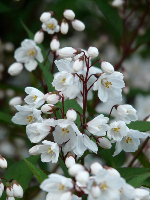 Blüte einer Rosendeutzie