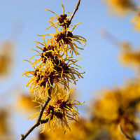 Blüte der Zaubernuss im Winter