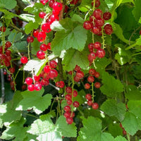 Alpenjohanisbeere