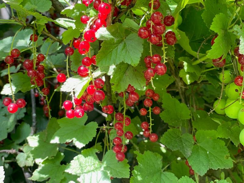 Alpenjohanisbeere