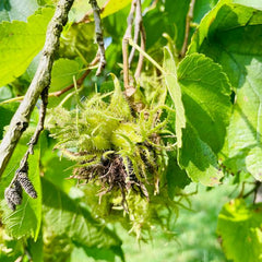Frucht einer Haselnuss