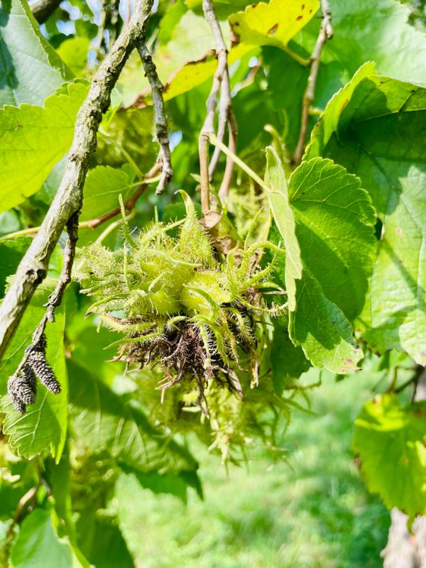 Frucht einer Haselnuss