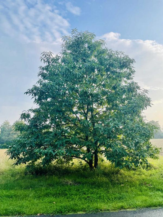 Edelkastanie / Esskastanie einzelner Baum