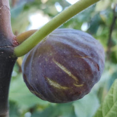 Feige am Baum