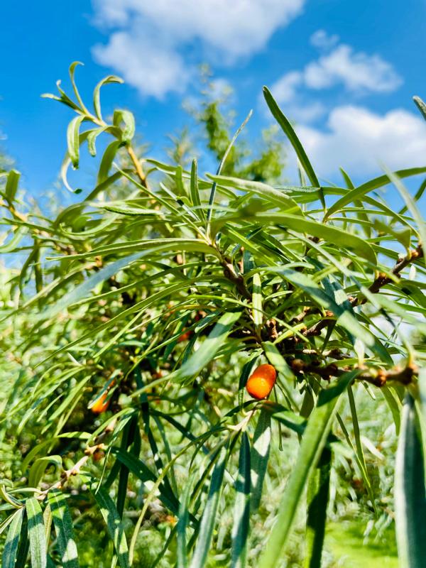 Sanddorn Frucht