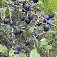 Schlehe Frucht