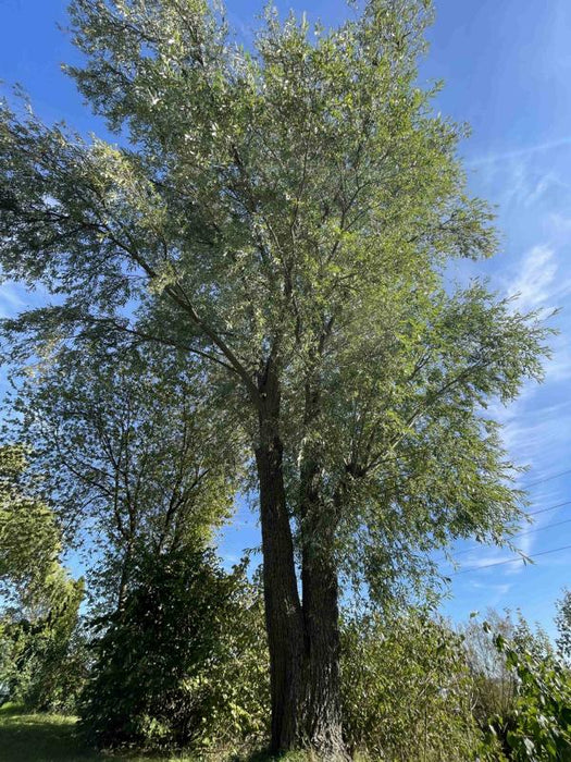 Silberweide Ganzer Baum