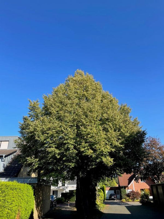 Sommerlinde ganzer Baum