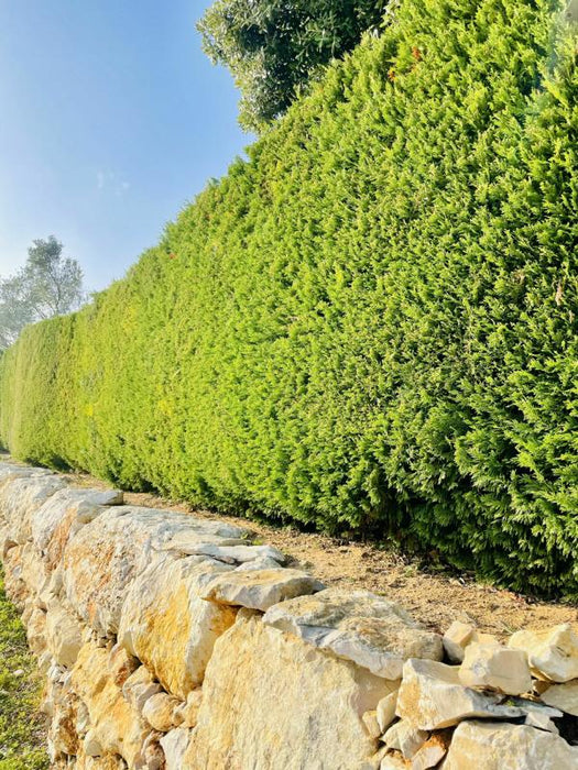 Thuja Smaragd Lebensbaum lange Hecke