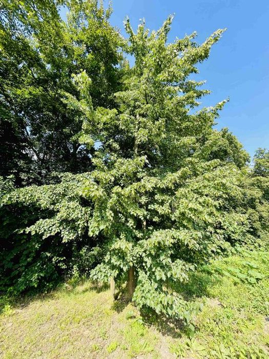 Winterlinde Ganzer Baum