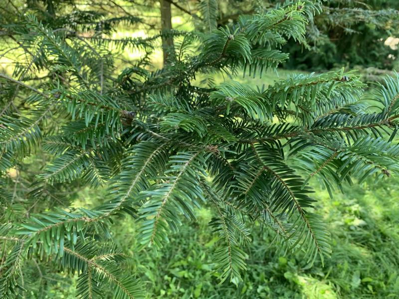 Der Zweig einer Küstentanne mit vielen dunkelgrünen Nadeln