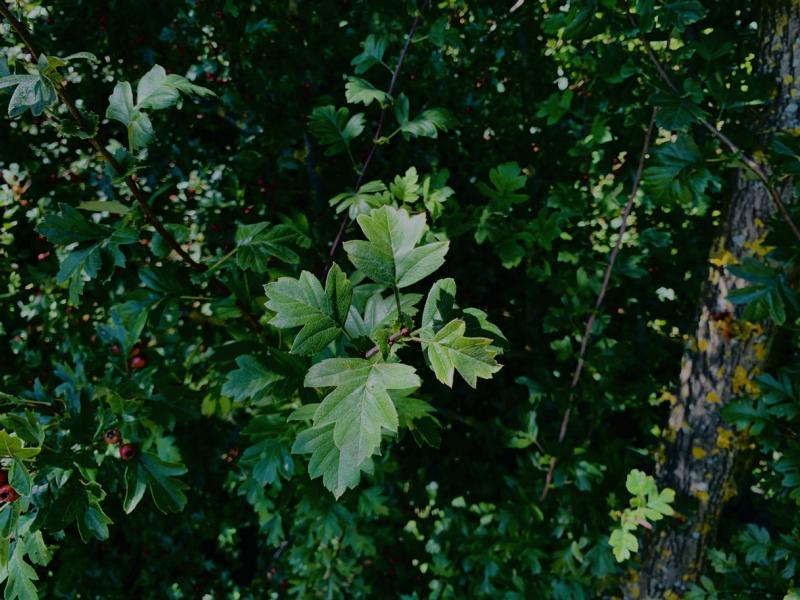 Dunkelgrüne gezacktes Blatt von Weißdorn