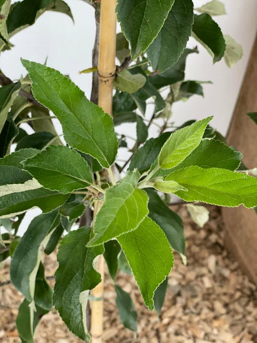 Elstar Buschbaum  Blatt