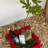 Geschenkbox „Feigenbaum“