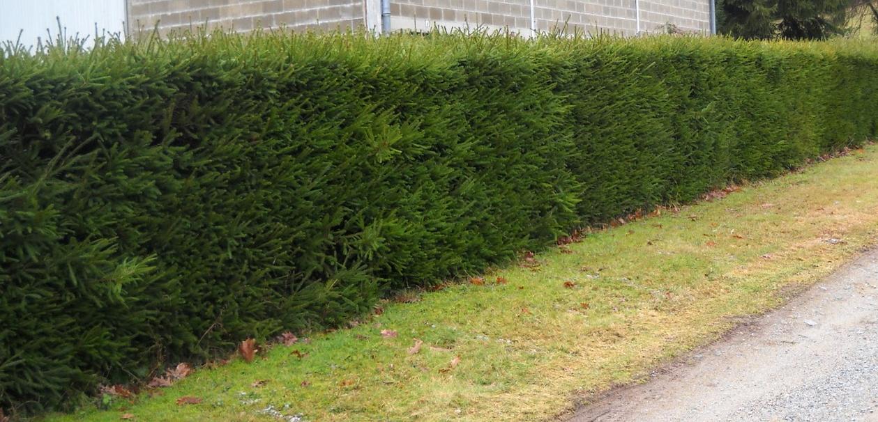 Hecke aus Fichten
