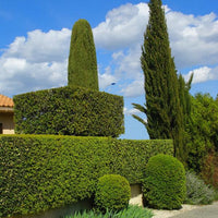 Hecke Immergrüner Liguster