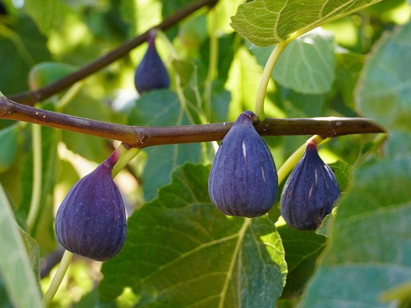 Blau-lila farbene, ovale Feigen am Zweig des Feigenbaums umgeben von dichtem Blattwuchs