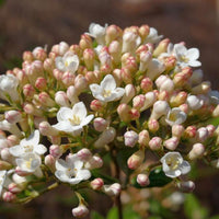 Große Blüte des Osterschneeballs mit kleinen weißen Blüten und gelb-rötlichen Knospen